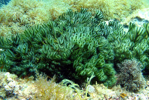 ALGE MEDITERANEENE